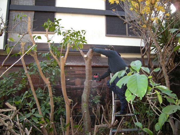 越境樹木の伐採